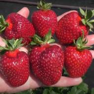 Саджанець Суниця садова (полуниця) Світ Енн в контейнері